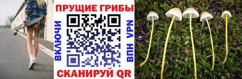 Галлюциногенные грибы Psilocybine cubensis Ворсма